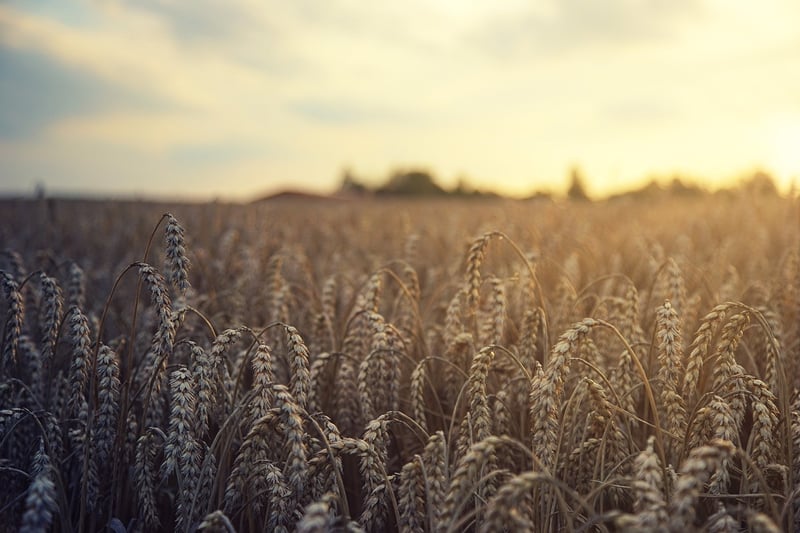 Whole Grains